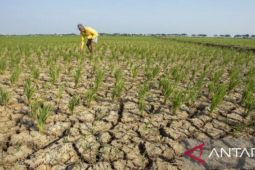Sawah seluas 110 hektare di Purwakarta kekeringan akibat kemarau panjang