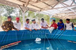 Dinas Perikanan Tubaba tebar benih di kolam bioflok Ponpes Darurrohman