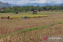 Dinas Pertanian Trenggalek pastikan ketesediaan beras aman