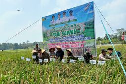 Bupati Batanghari panen raya di Umo Tunggul Buto