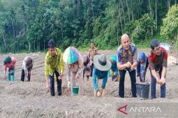 Tiga kelompok tani di Madina dapat bantuan bibit bawang merah dari Kementan