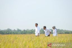 Dampingi Jokowi panen, Plt Mentan sebut produksi beras tercukupi