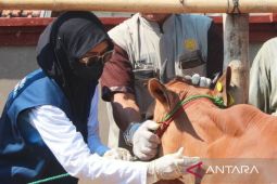 Pemkab Pamekasan lanjutkan vaksinasi PMK pada sapi dan kambing