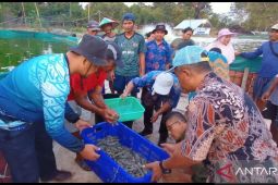 Dinas Perikanan Belitung panen 120 kilogram udang vaname