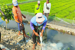 Pemkab Karawang gulirkan gerakan pengendalian OPT atasi serangan tikus dan penggerek batang