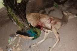 Petugas TN Baluran tangkap tiga pelaku perburuan satwa