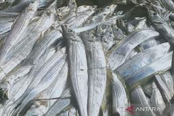 Nelayan di Kabupaten Mukomuko panen ikan layur