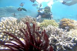 Seru-seruan berwisata bahari di Bangsring Underwater Banyuwangi