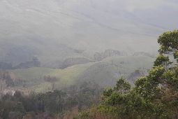Savana Bromo kembali hijau pascakebakaran akibat suar