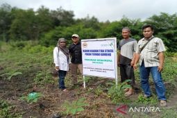 ULM kenalkan penanaman hijauan tiga strata untuk pakan kambing