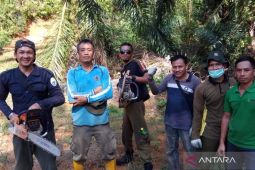 Tim patroli gabungan mengecek hutan rusak di Mukomuko