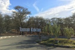 Penasaran dengan keunikan Taman pohon Kaktus di Hutan Kota Palu?