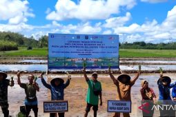 Pemprov Papua Barat Daya gandeng BI tanam padi organik kendalikan inflasi