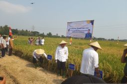 Pemkab Tangerang lakukan panen raya padi seluas 250 hektar