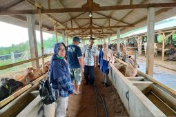 Memenuhi pakan ternak berkualitas, Dinas lakukan program "Si Anak Bunda"