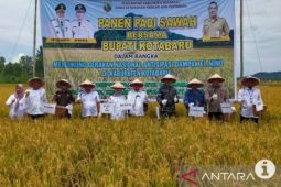 Anticipating El Nino, Kotabaru farmers sucessfully harvest rice