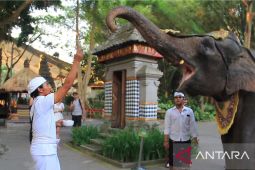 Menjadi rumah berbagai macam spesies satwa, Taman Safari Bali rayakan Tumpek Kandang