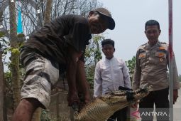 BKSDA Mukomuko berhasil evakuasi buaya yang masuk sumur