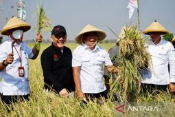 Lahan varietas unggul di Sukamandi Subang dukung cadangan pangan nasional