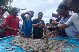 Berkat budidaya berhasil, warga Gampong Ladang Abdya dapat udang vaname gratis
