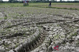 Ratusan hektare sawah di Karawang kekeringan