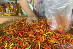 Harga cabai rawit di Gorontalo turun
