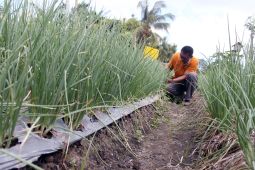 Ketahanan pangan penuhi kebutuhan masyarakat nusantara dan dunia