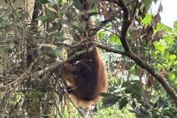 BKSDA pindahkan orang utan terjebak di kebun sawit di Ketapang