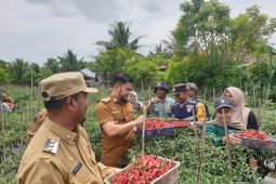 Panen Perdana Cabai Merah di Desa Naleung Mameh, Pj Wali Kota Lhokseumawe ikut hadir