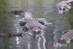 Pj Gubernur Kaltim janji carikan solusi untuk  habitat buaya Riska