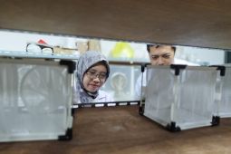 Teknik nyamuk mandul, strategi BRIN tekan demam berdarah