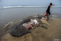 Dinas Perikanan Lebak sosialisasi perlindungan mamalia laut ke nelayan