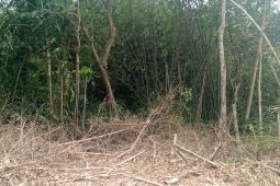 Petani di Lebak alami kerugian akibat serangan kawanan monyet