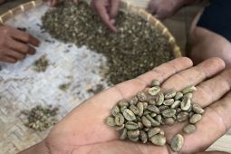Menggali potensi kopi lokal Hutan Lemo Nakai