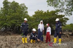 PT Timah menanam 44.050 mangrove wujudkan karbon netral