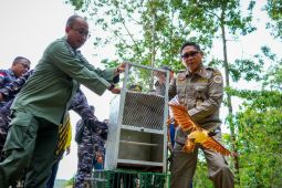 BBKSDA Papua melepasliarkan 29 satwa di Cagar Alam Cycloop