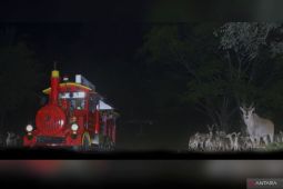 TSI Bogor kembali buka Wahana Safari Malam setelah satu bulan berhenti beroperasi