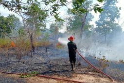 BPBD Bangka Tengah catat 163 karhutla
