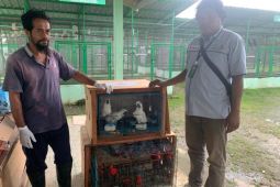 BKSDA Maluku terima penyerahan 36 satwa liar dari seksi konserwasi wilayah Saumlaki