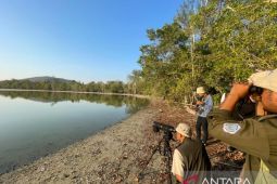 Burung air belahan bumi utara ditemukan bermigrasi di Cagar Alam Panua