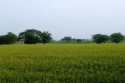 Distan Lebak targetkan tanam padi 45.000 ha pada November-Desember