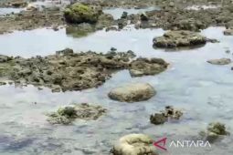 Fenomena Anomali suhu muka laut di Bengkulu sebabkan ikan menepi