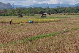 Petani Trenggalek nikmati kenaikan harga beras dan gabah