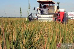 137.965 hektare sawah di Karawang telah panen di tahun ini