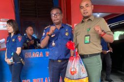 BKSDA Maluku terima penyerahan satwa liar dua ekor ular sanca kembang di Ambon