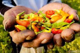 Harga cabai rawit di Situbondo tembus Rp70.000 per kilogram