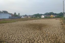 Petani di HST harapkan turun hujan