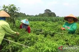 Petani di Kampung Sakti Buana keluarkan biaya lebih untuk dapatkan air