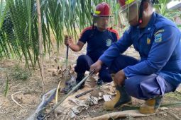 Ular kobra sembur seorang pelajar SMP di Pacitan