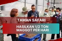 Taman Safari Bogor hasilkan setengah ton maggot per hari